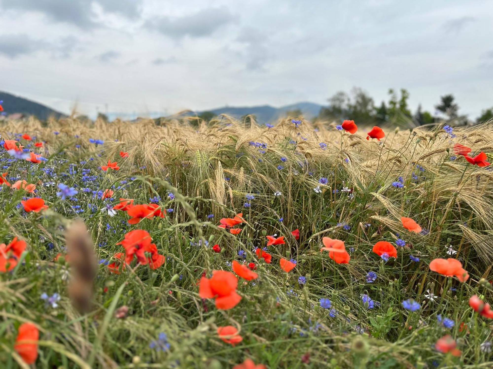 Châtenois Auberge Le Meisenberg מראה חיצוני תמונה